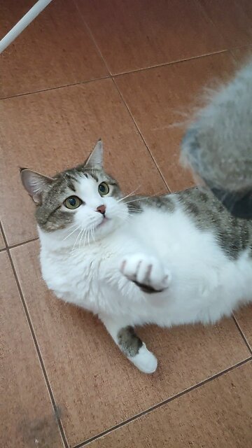 Whiskered Whimsy: A Curious Cat's Brush Playtime"