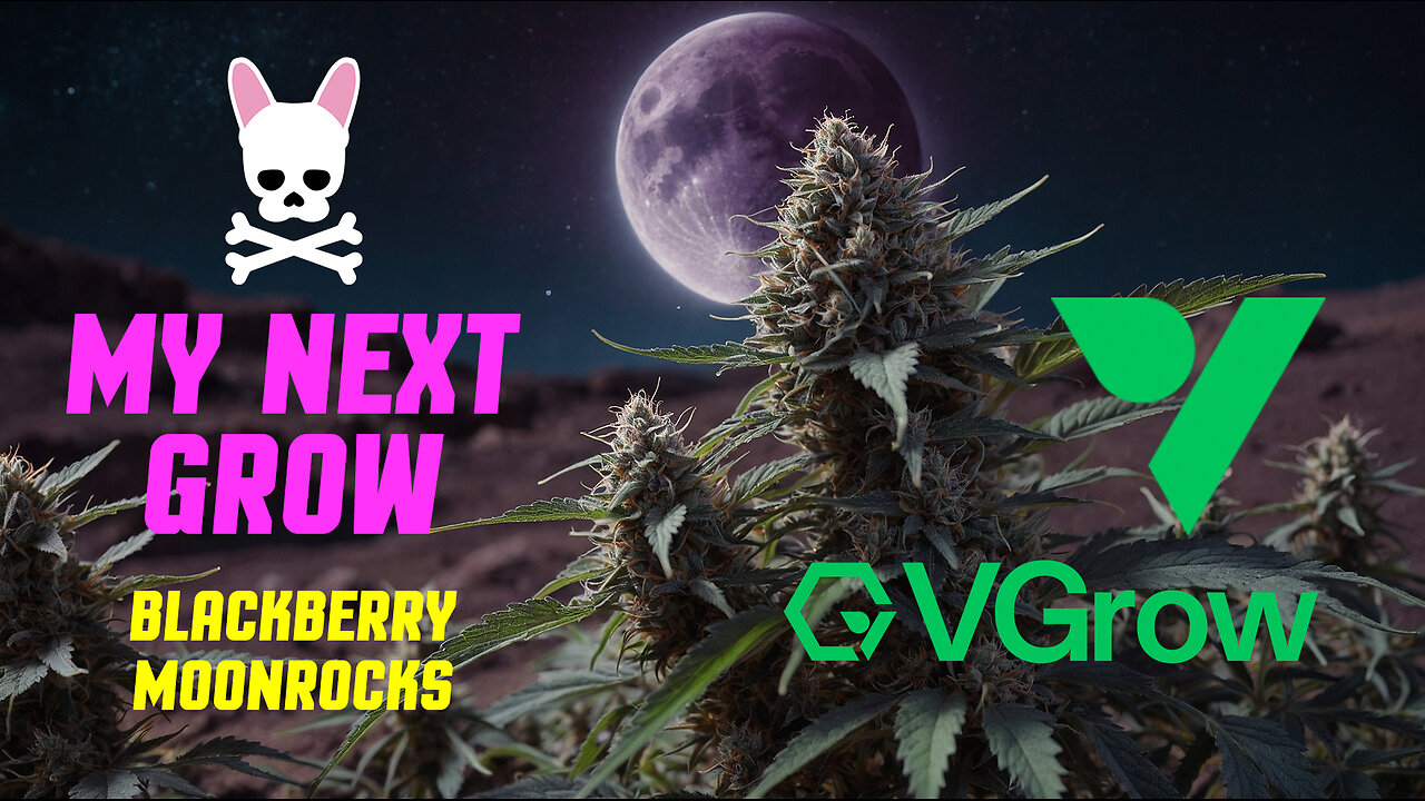 Grow Pilot - Blackberry Moonrocks - Vivosun - VGrow Smart Grow Box