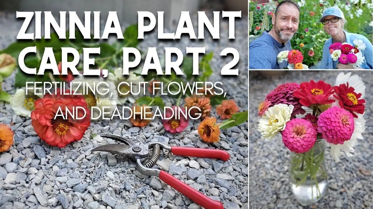 😀 Zinnia Plant Care, Part 2: Fertilizing, Cut Flowers, and Deadheading 😀