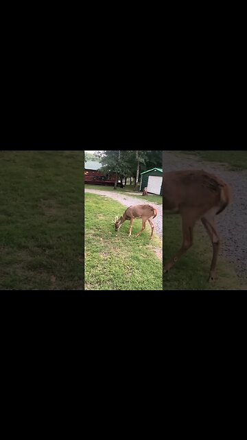 Apples, Grapes and Mr. Forrest