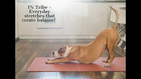 1% Tribe - Everyday stretches that create balance!