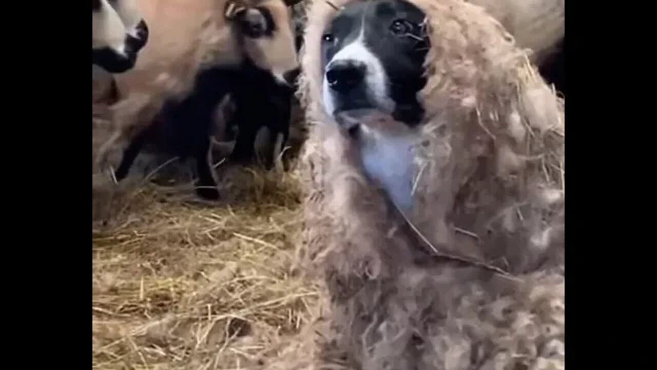 00dog