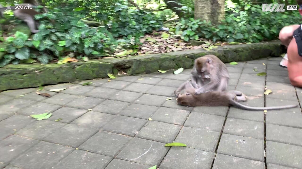 Tourists imitate monkeys in hilarious grooming scene