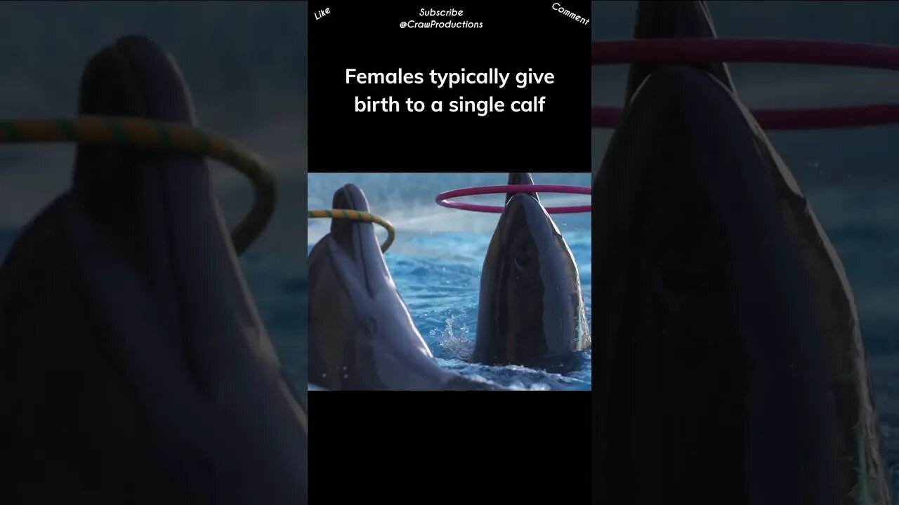 Dolphins have a unique reproductive system #dolphin #shorts