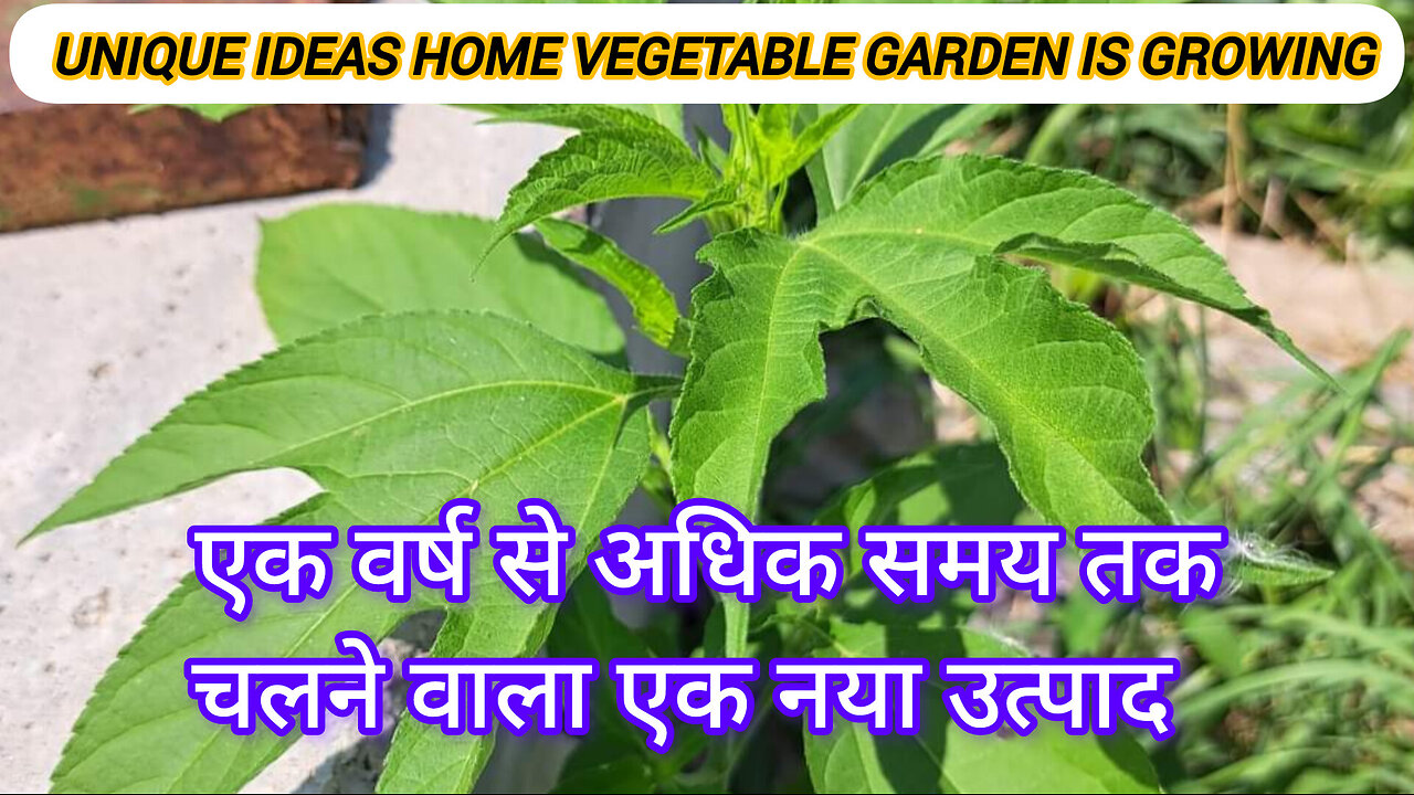 UNIQUE IDEAS HOME VEGETABLES GARDEN GROWING TIPS 2024