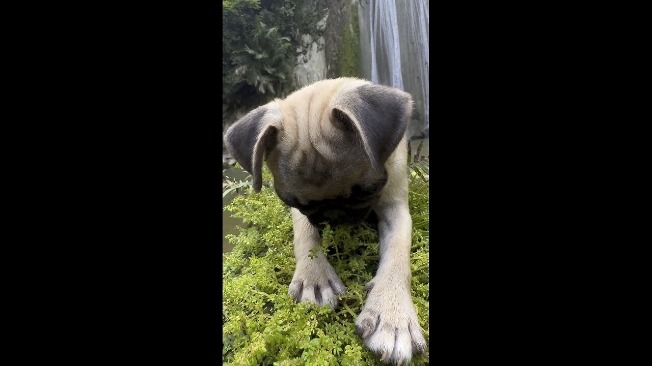 Pugventures