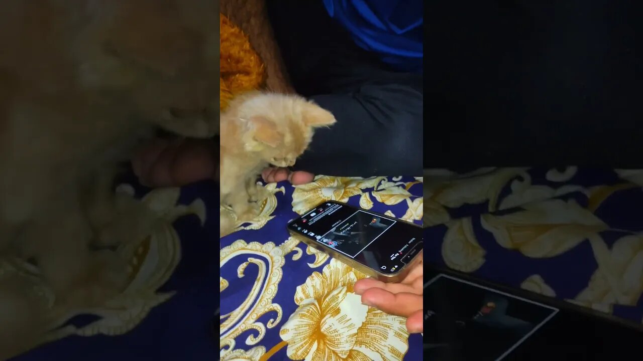 Cute Cats🐈⬛😘🥰#cats#cutecat#cutecatshorts#pets#cutepets#funnycats#viral#tiktok#viralvideo#funnycats