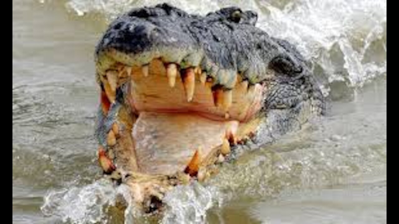 Crocodile silently following and hunting a dog in a river shore