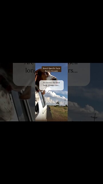 Quirky Facts about Basset Hounds