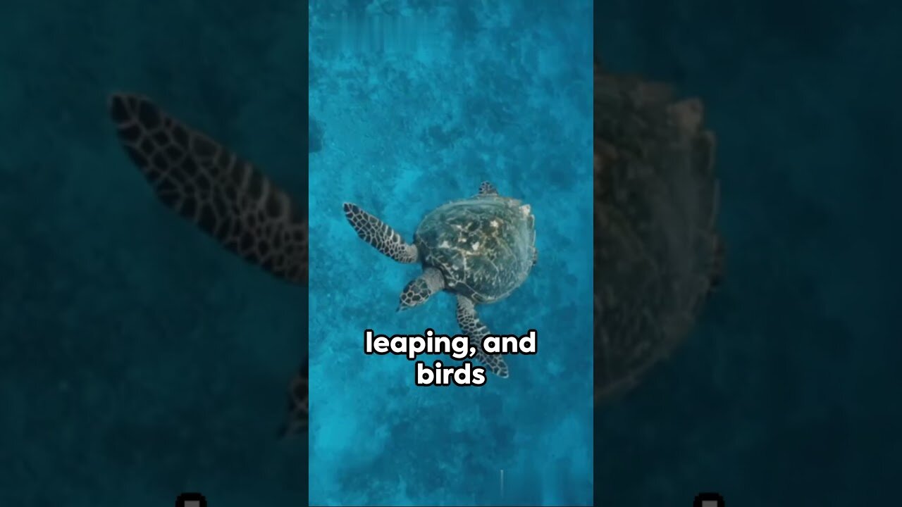 The turtle and the great journey