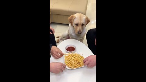 Smart Labrador