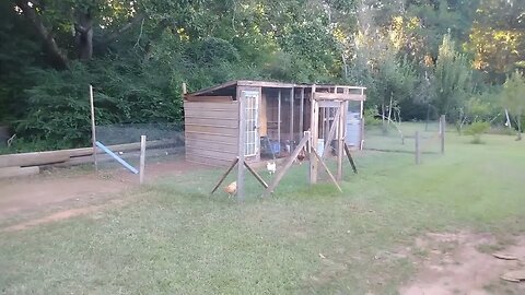Prepping, daily chores, mini farm update.