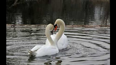 Apaixonado reencontro de dois cisnes