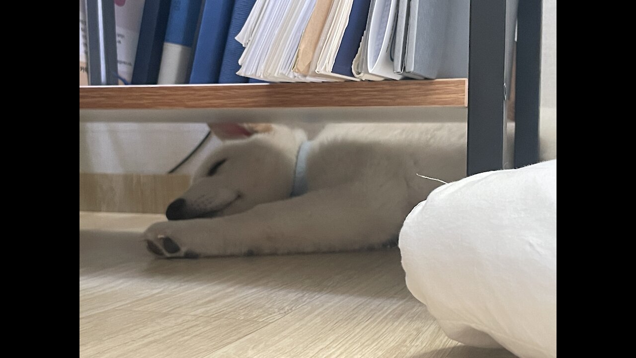 Adorable puppy jindo is sleeping in hiding