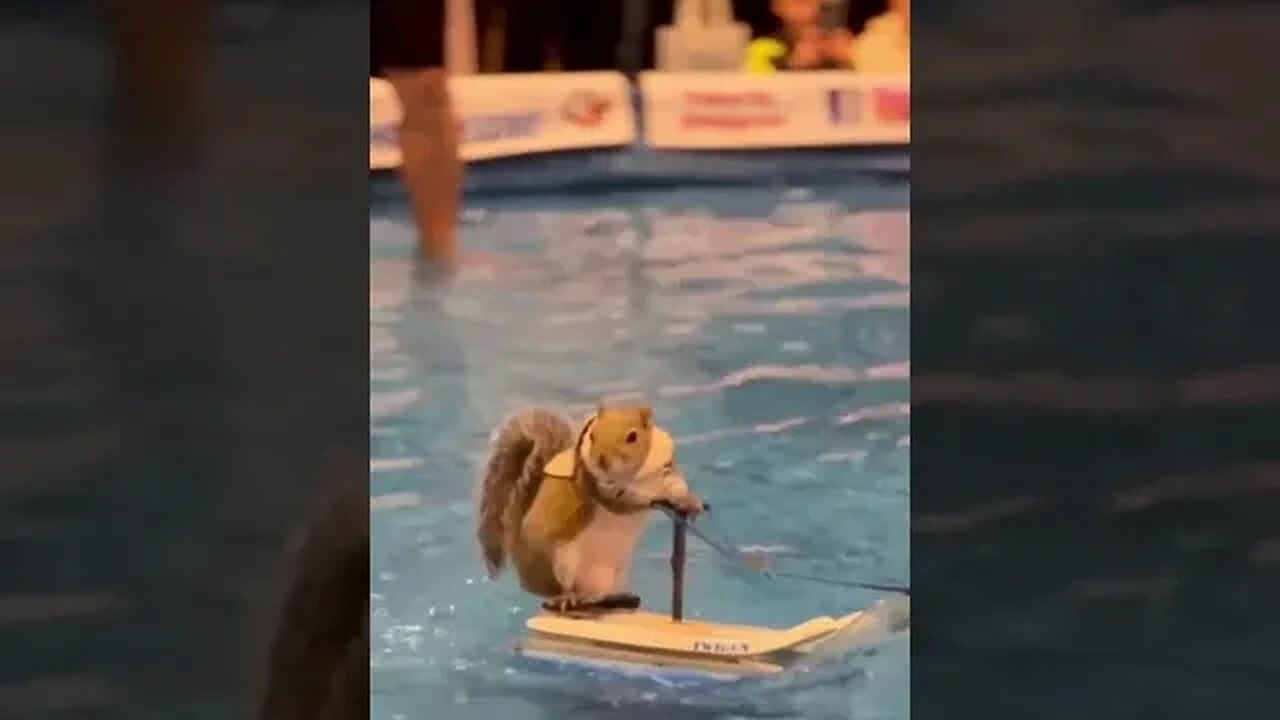 Nothing out of the ordinary, just footage from a squirrel water skiing competition.