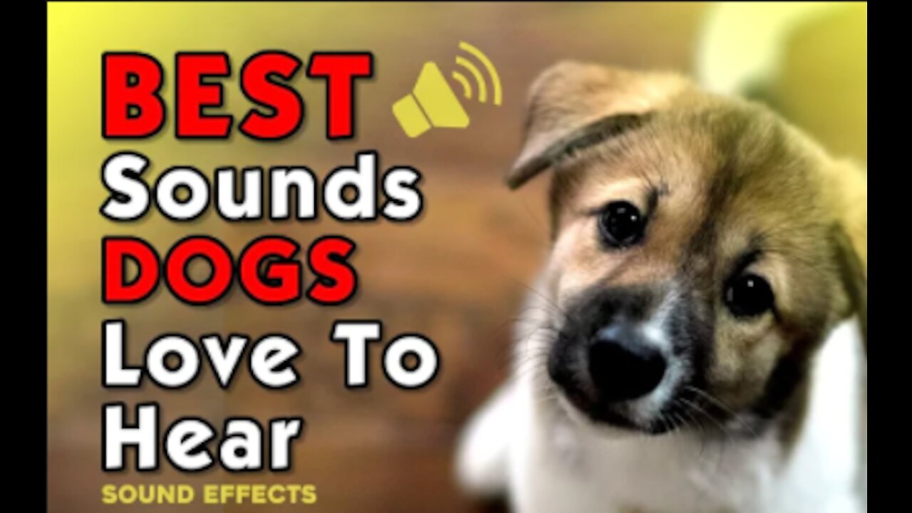 Best Sounds Your Dog Loves | Sounds that attract dogs