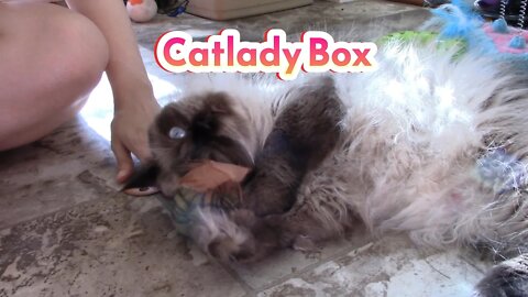 Cat Lady Box (Happy Home) Unboxing November 2022! 🍁