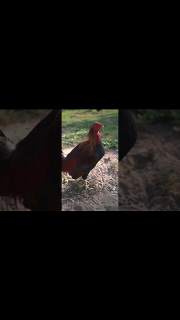 LWF Blueface bloodline explained #gamefowllife #chicken #gamefowlbreeder