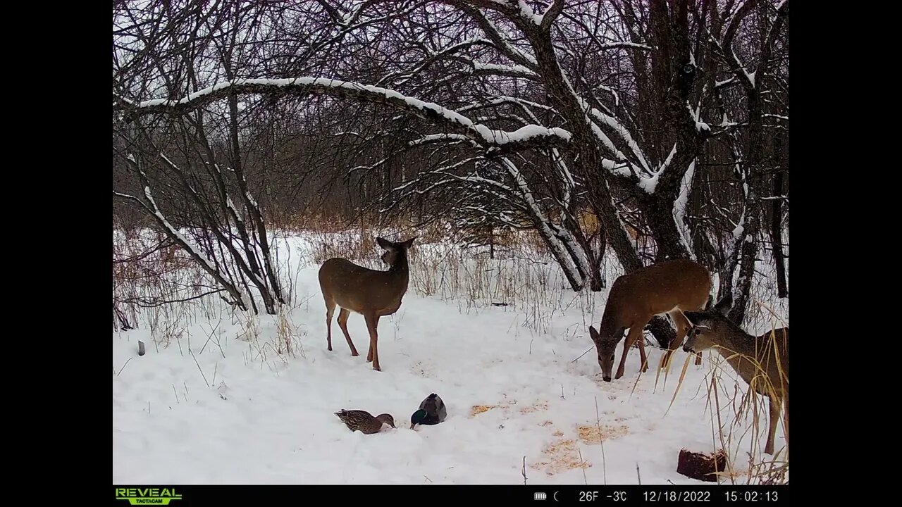 TACTACAM GAME CAMERA VIDEO MODE