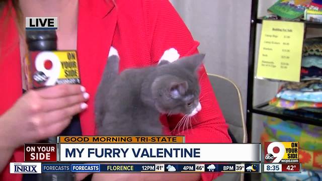 More than 800 animals at My Furry Valentine at Sharonville Convention Center