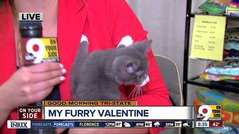 More than 800 animals at My Furry Valentine at Sharonville Convention Center