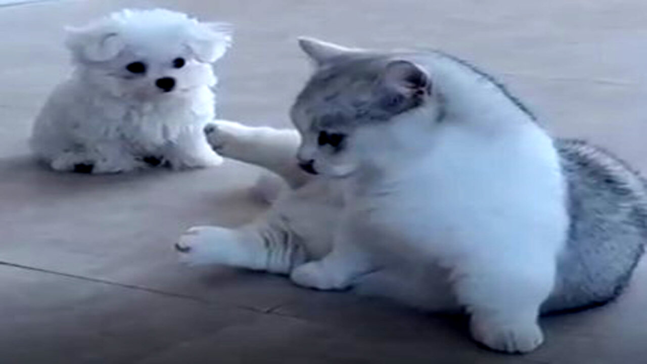 Cat's Unbelievable Reaction to Playful Puppy Will Make Your Day!