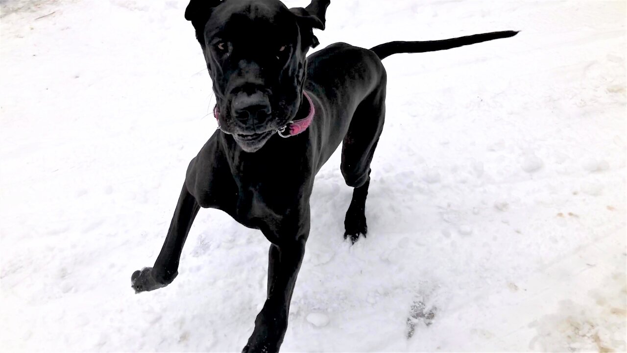 Great Dane puppy does zoomies in the fresh snowfall