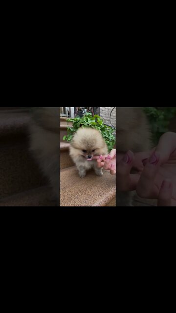 Cachorrinho🐕 Animais Fofos Engraçados 2022