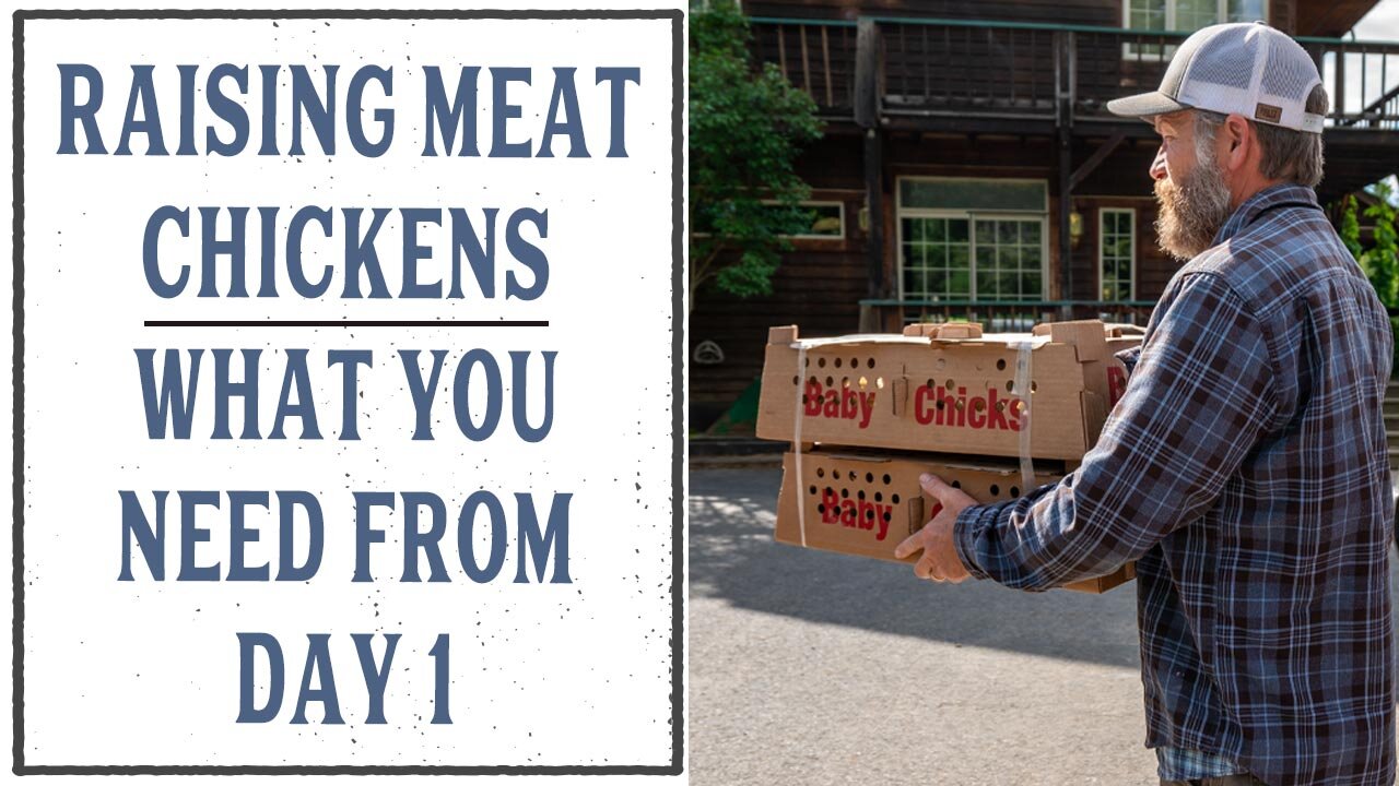 RAISING MEAT CHICKENS FROM DAY 1 - HOMESTEADING FAMILY