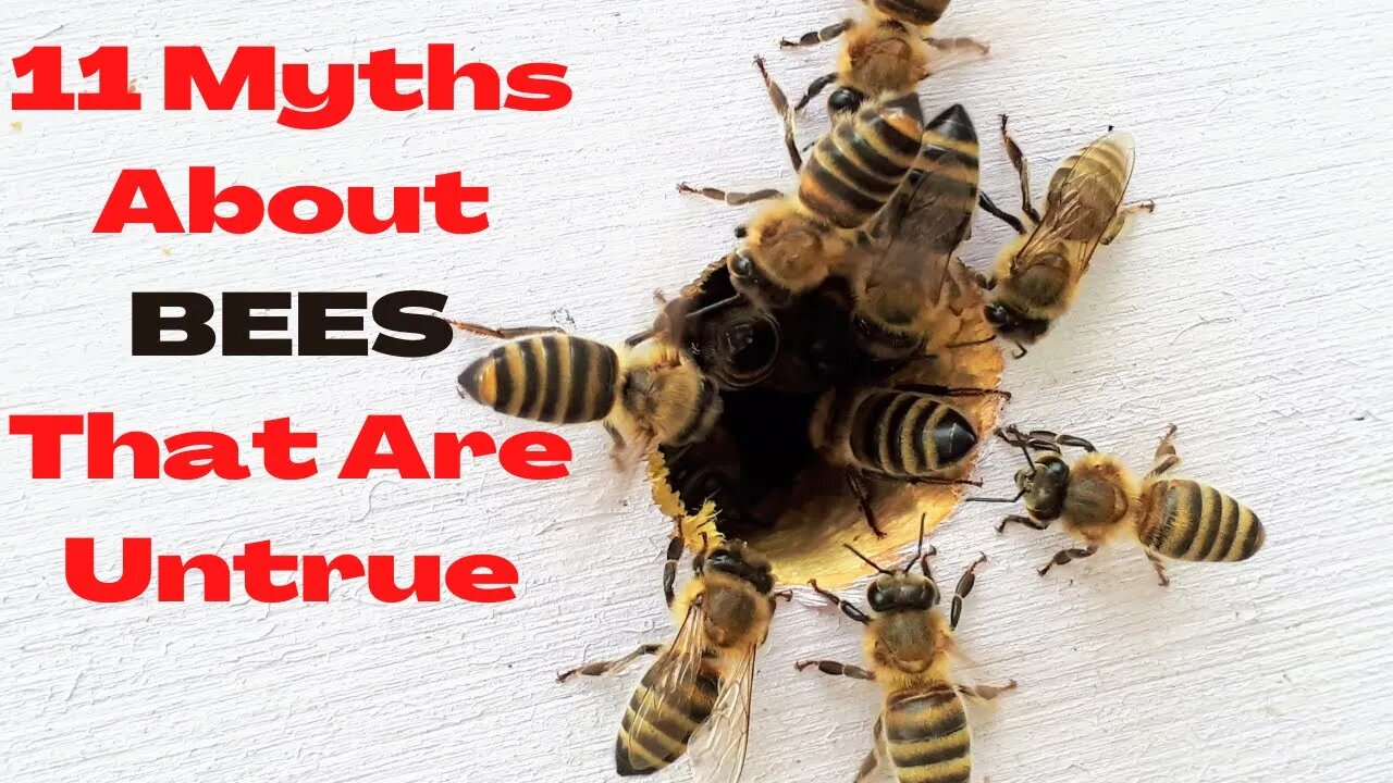 11 Myths About Bees That People Think Are True