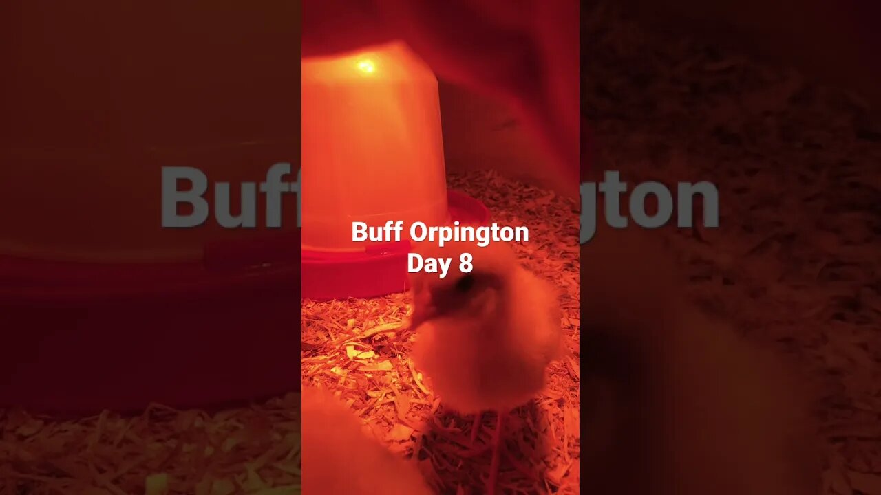 Buff Orpington Life Cycle #chick #chicken #orpington #backyardfarming #homestead