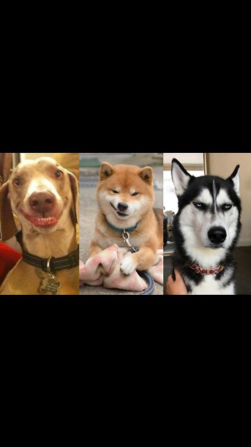🤣Funny Dog Videos 2022🤣 🐶 It's time to LAUGH with Dog's life