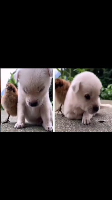 sleepy head dog #shorts