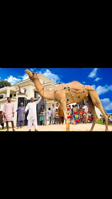 What a beautiful camel talent.