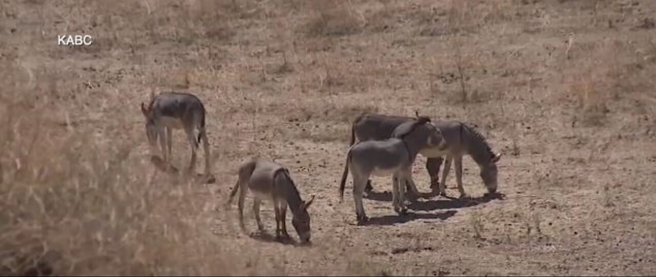 UPDATE: Feds and conservation groups pull 100k together help to capture serial burro killer