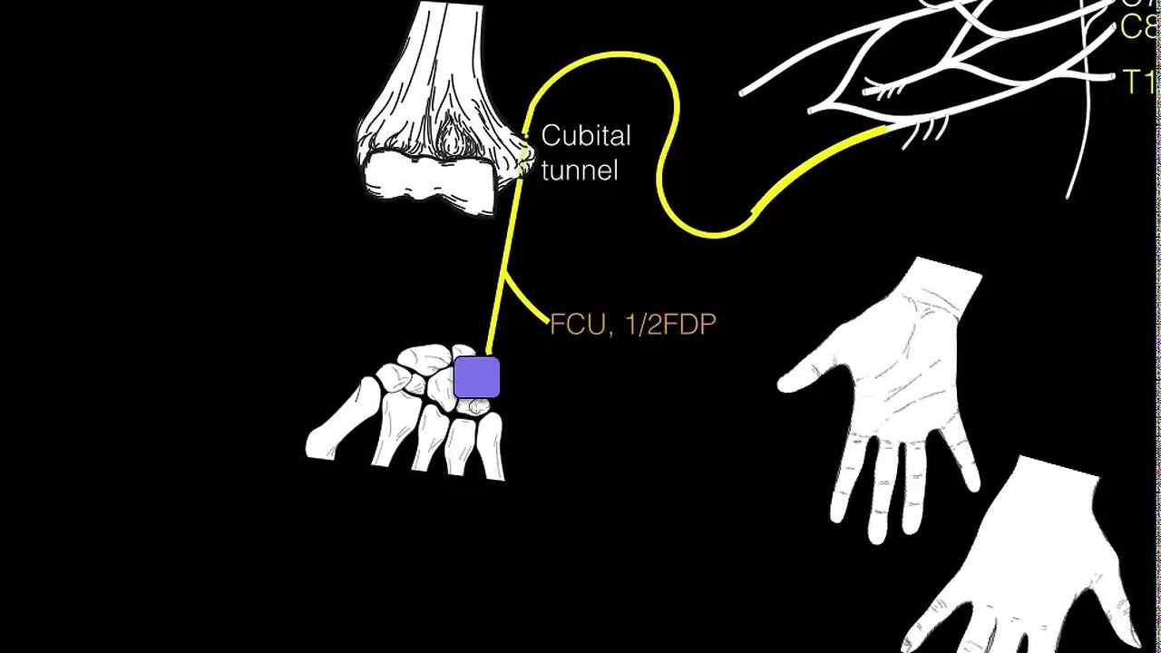 Innervation of forearm and hand muscles