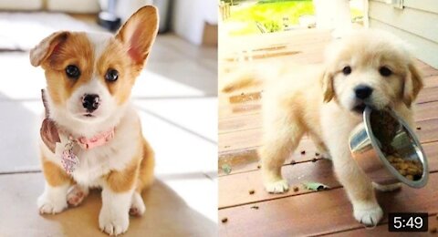 Baby Dogs - Cute and Funny Dog Videos Compilation #25 | Aww Animals