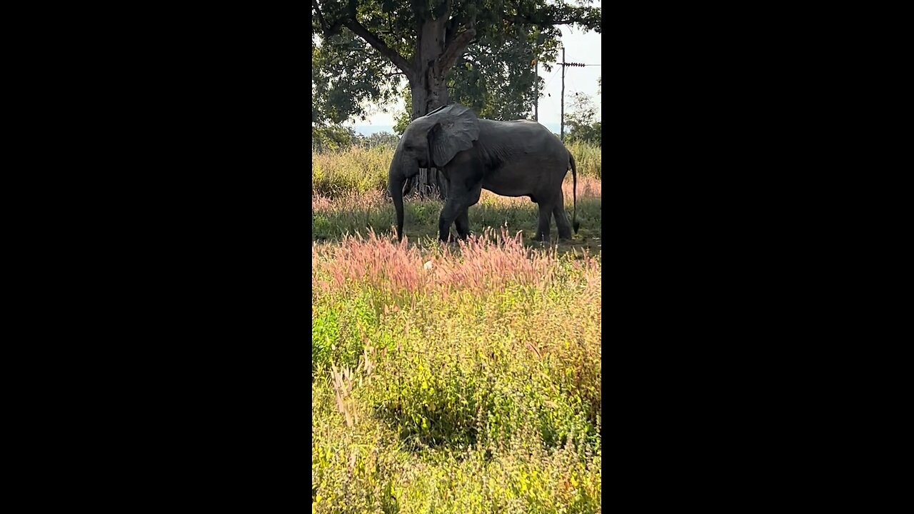 Elephants In Africa