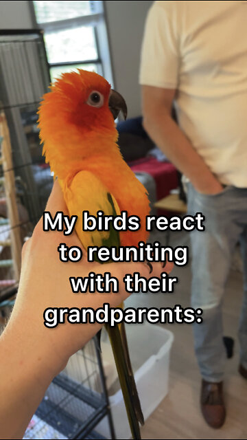 Parrots’ cute reaction to seeing their grandparents again