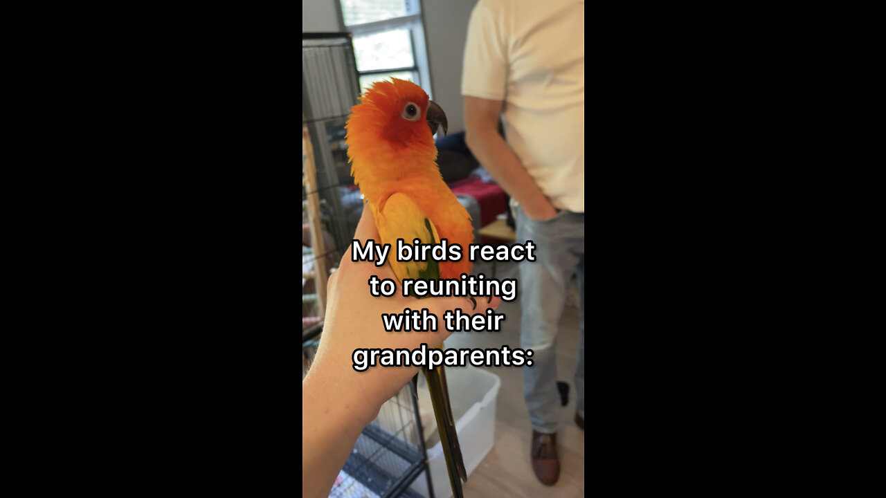 Parrots’ cute reaction to seeing their grandparents again