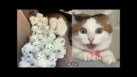 Funny And Cute Cat'S Life (Part 11) Cats And Owners Are The Best Friends Videos