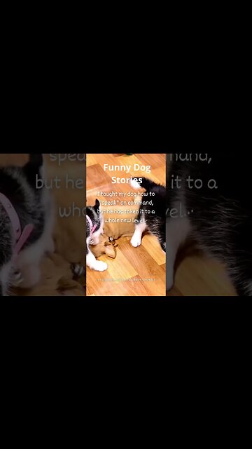 Hilarious Dog Moments: Laughter Guaranteed! 16