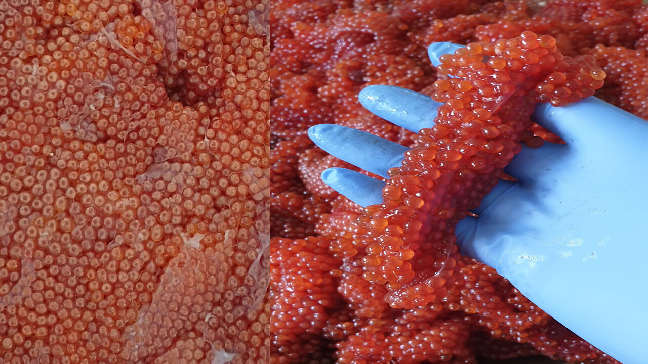 Chum Salmon Roe, Oncorhynchus keta. キャビア, 狗鲑鱼, Икра кеты, Russian Fish