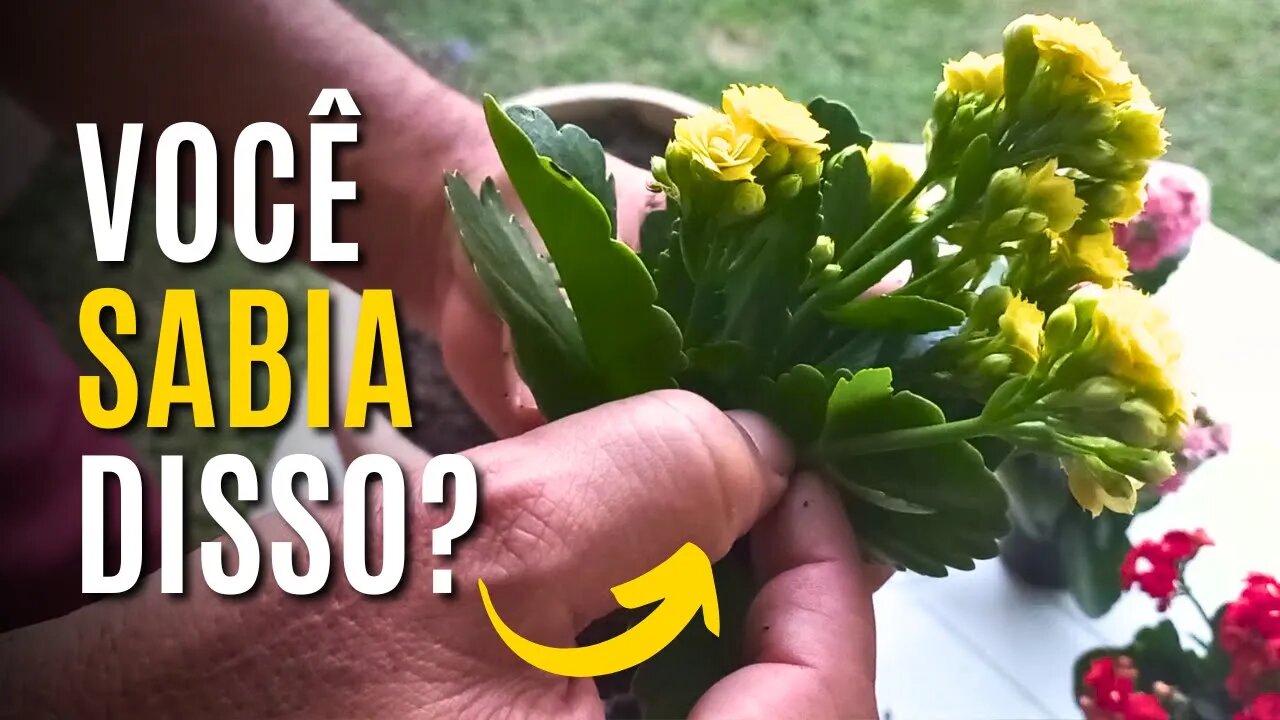 DICAS E TRUQUES PARA CULTIVAR O CALANCHOE (CALANDIVA) EM VASOS