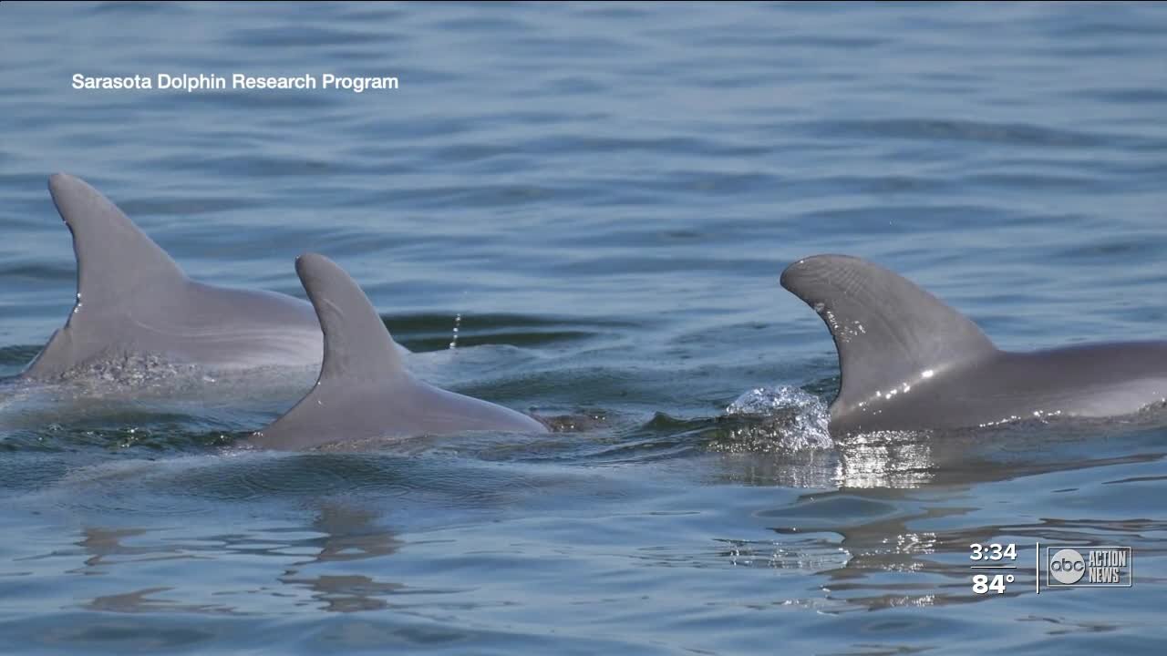 Researchers concerned with contaminated water impact on dolphins near Piney Point