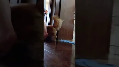 dog , shorts