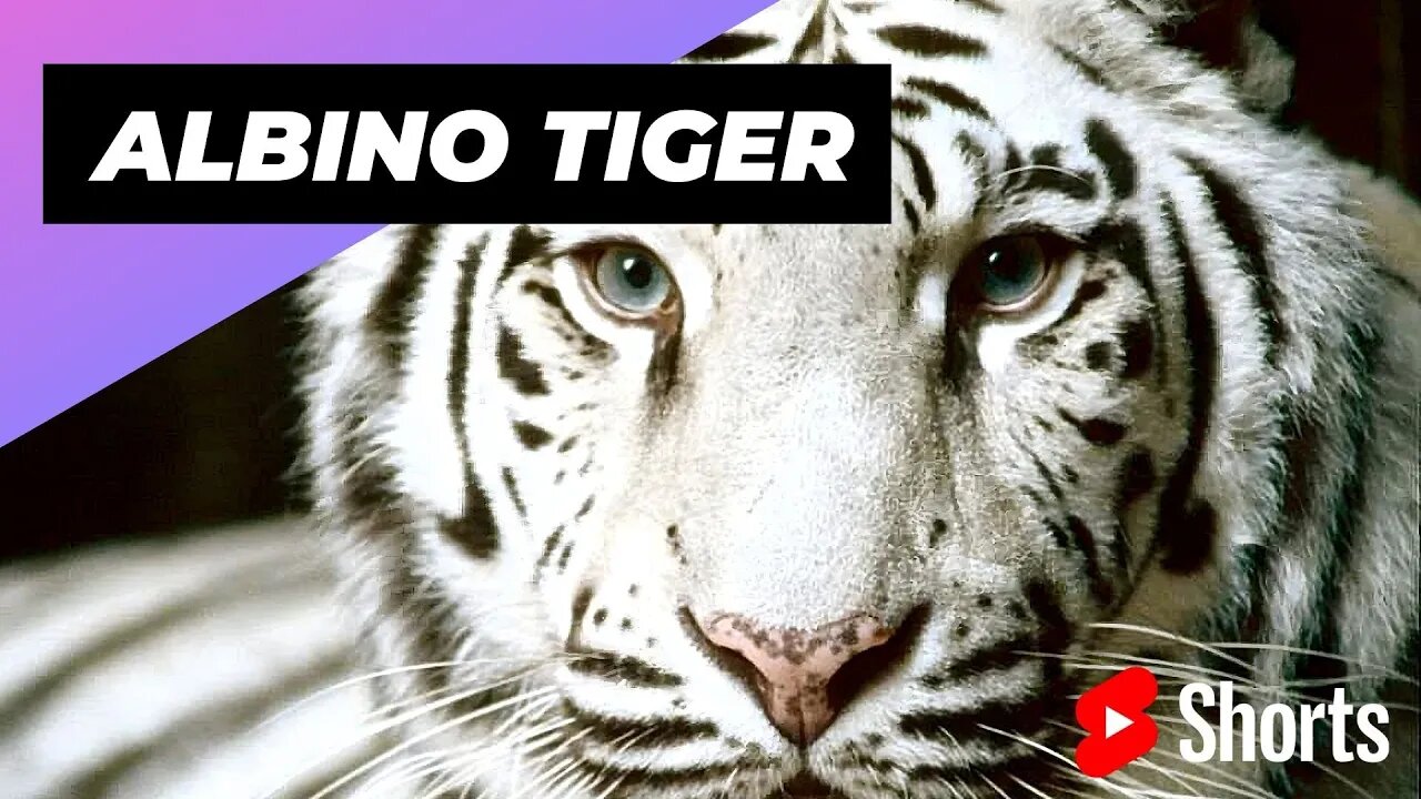 Albino Tiger 🐅 One Of The Albino Animals You Have Never Seen #shorts #tiger #albinotiger