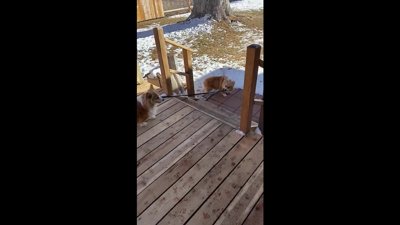 No human needed: Corgi takes other corgi for a walk