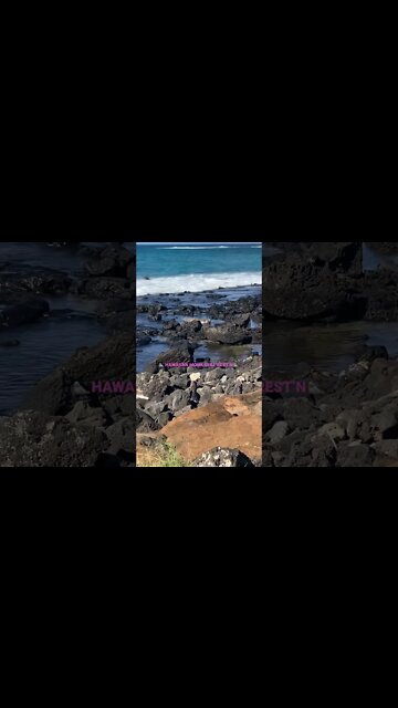 🦭HAWAIIAN MONK SEAL RESTING ON THE ROCKS🦭ON PŌʻIPŪAI 🏝 BEACH!