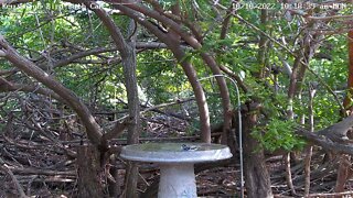 Black-and-white Warbler bath